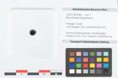 Foto (Objekt + Etikett) von Musa cristata Ettingshausen (NHMW-GEO-2024-0188-9060)
